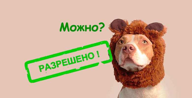 с животными можно